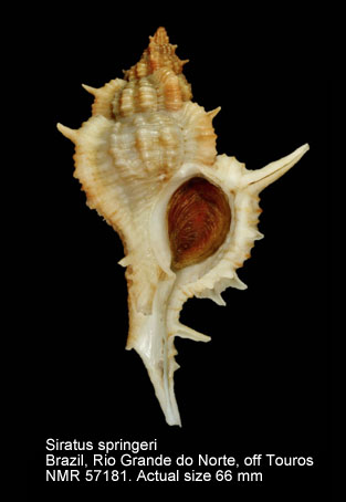 Siratus springeri.jpg - Siratus springeri(Bullis,1964)